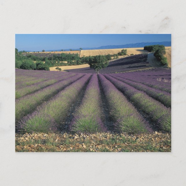 EU, France, Provence, Lavender fields 2 Postcard (Front)