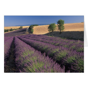EU, France, Provence, Lavender fields 3
