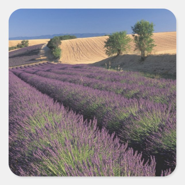 EU, France, Provence, Lavender fields 3 Square Sticker (Front)