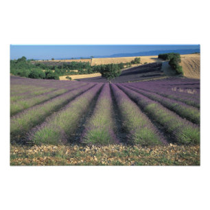 EU, France, Provence, Lavender fields Photo Print