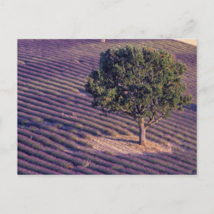 EU, France, Provence, Lavender fields Postcard