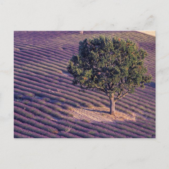EU, France, Provence, Lavender fields Postcard (Front)