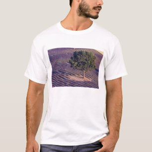 EU, France, Provence, Lavender fields T-Shirt