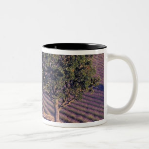 EU, France, Provence, Lavender fields Two-Tone Coffee Mug