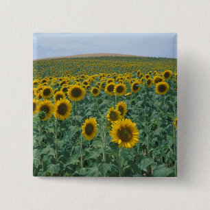 EU, France, Provence, Sunflower field 15 Cm Square Badge