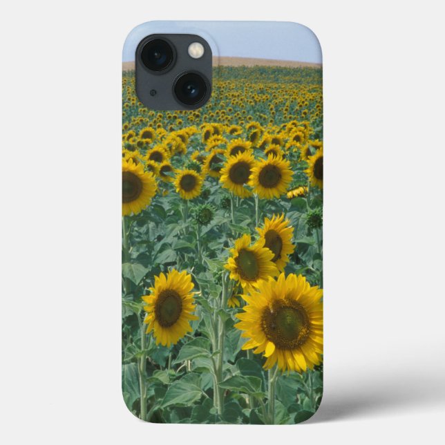 EU, France, Provence, Sunflower field Case-Mate iPhone Case (Back)