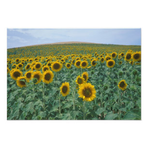 EU, France, Provence, Sunflower field Photo Print