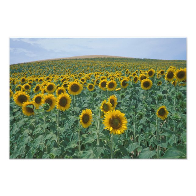 EU, France, Provence, Sunflower field Photo Print (Front)