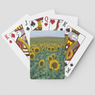 EU, France, Provence, Sunflower field Playing Cards