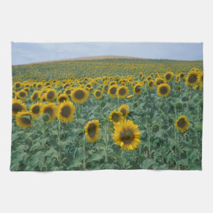 EU, France, Provence, Sunflower field Tea Towel