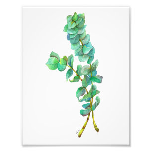 Eucalyptus 01 photo print