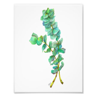 Eucalyptus 01 photo print