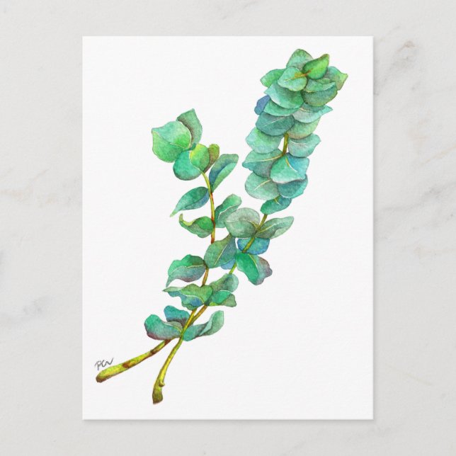 Eucalyptus 01 postcard (Front)
