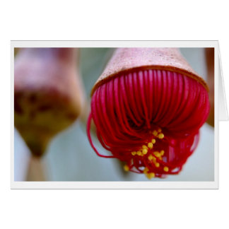 Eucalyptus caesia gift card - 02