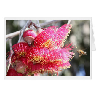 Eucalyptus caesia gift card - 04