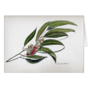 Eucalyptus leaves