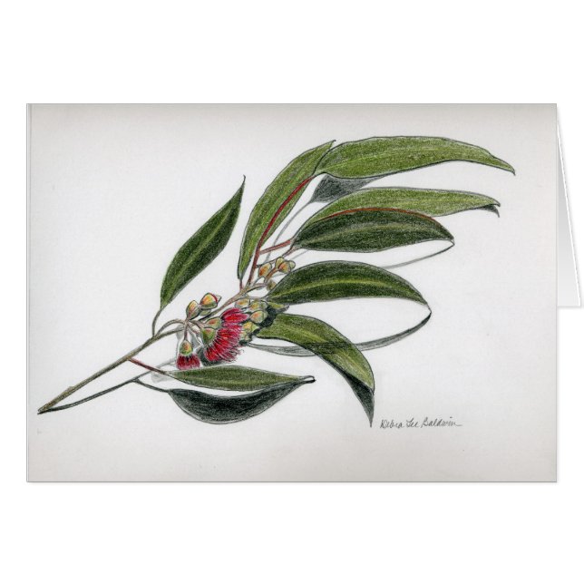 Eucalyptus leaves (Front Horizontal)
