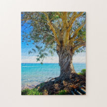 Eucalyptus Tree on the Pacific