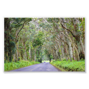 Eucalyptus Tree Tunnel, Kauai, Hawaii Photo Print