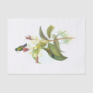 Eucephala caerulea (Blue-chinned Sapphire)  Tissue Paper