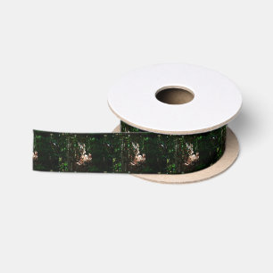 EUNGELLA NATIONAL PARK QUEENSLAND AUSTRALIA SATIN RIBBON