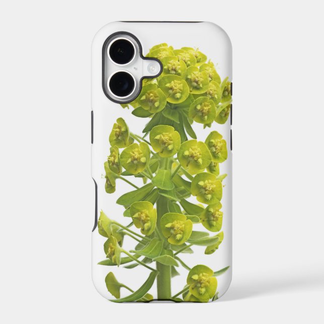 Euphorbia (Back)