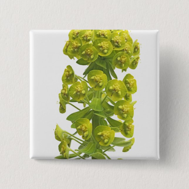Euphorbia 15 Cm Square Badge (Front)