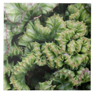 Euphorbia Ceramic Tile