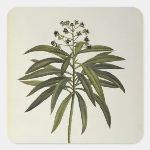 Euphorbia Mellifera Square Sticker