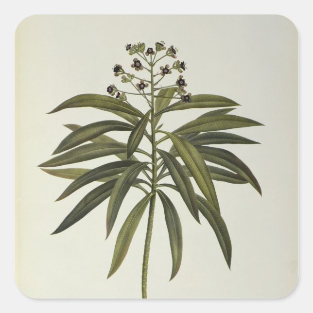 Euphorbia Mellifera Square Sticker (Front)