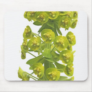 Euphorbia Mouse Pad