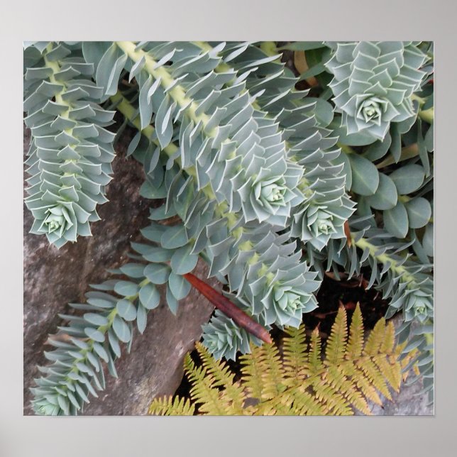 Euphorbia Myrsinites (Myrtle Spurge) Poster (Front)