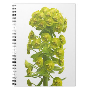Euphorbia Notebook