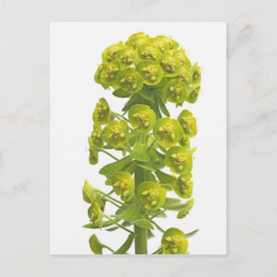 Euphorbia Postcard