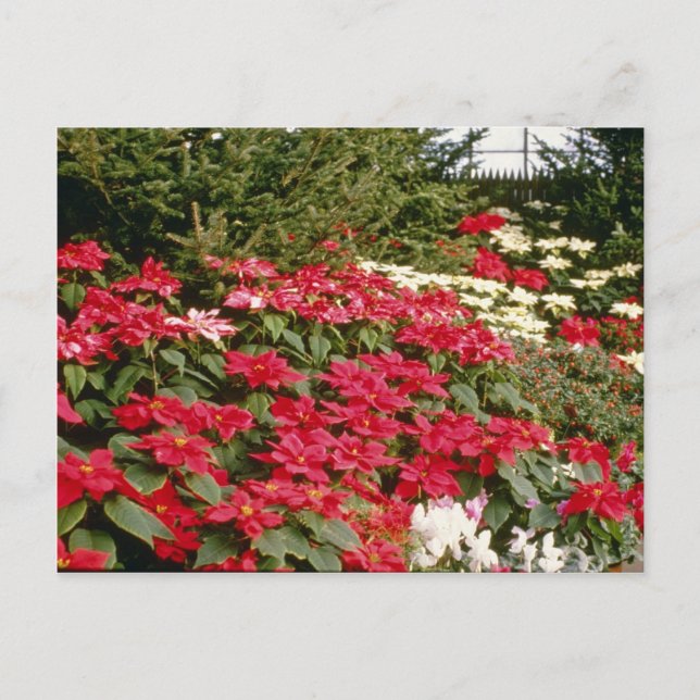 Euphorbia Pulcherrima (Poinsettia) flowers Postcard (Front)