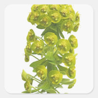 Euphorbia