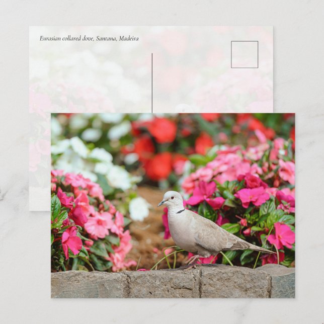 Eurasian Collared Dove in Santana Garden, Madeira  Postcard (Front/Back)