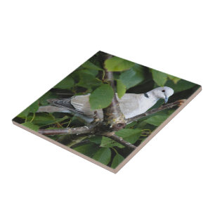Eurasian Collared Dove on the Cherry Tree Ceramic Tile