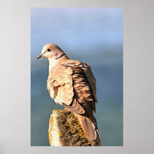 Eurasian Collared Dove Wildlife Art Poster