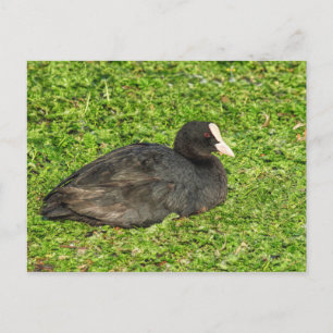 Eurasian Coot, Roath Park Lake, Cardiff, Wales. Postcard