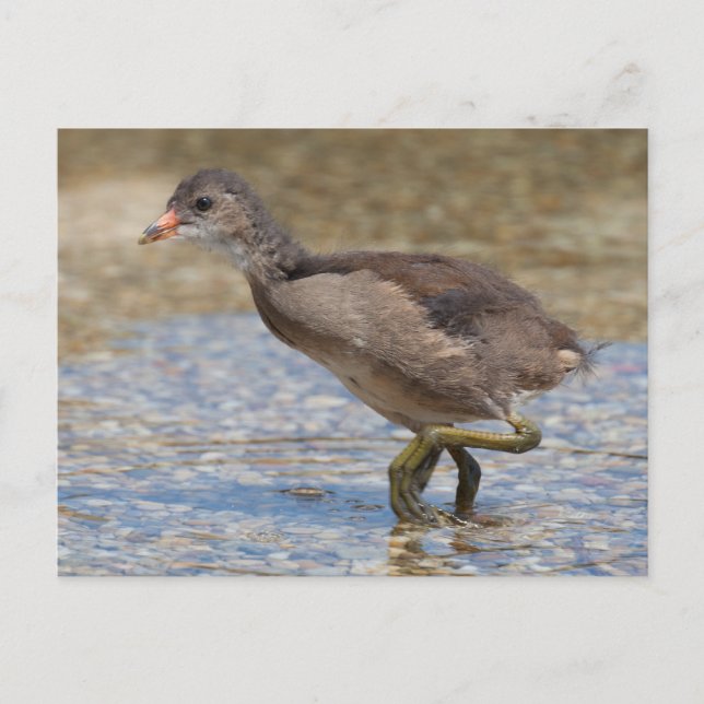 Eurasian Coot Young Chick Postcard (Front)