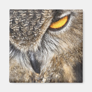 Eurasian Eagle Owl (Bubo bubo) Magnet
