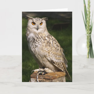 Eurasian Eagle Owl Card