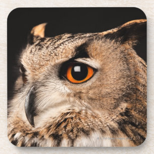 Eurasian Eagle Owl Coaster