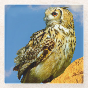 Eurasian eagle owl glass coaster