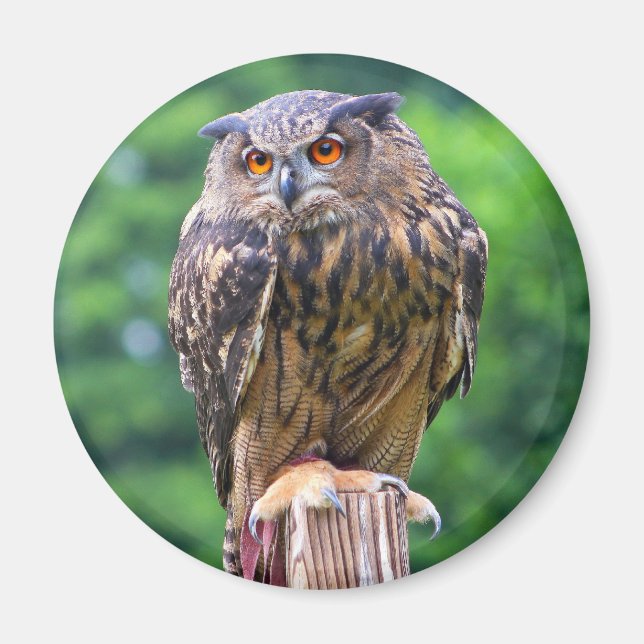 Eurasian Eagle Owl Magnet (Front)