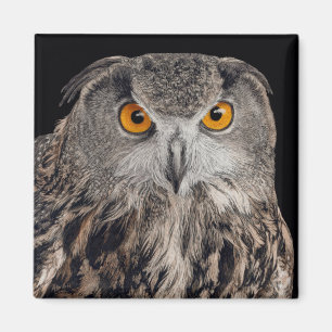 Eurasian Eagle Owl Magnet