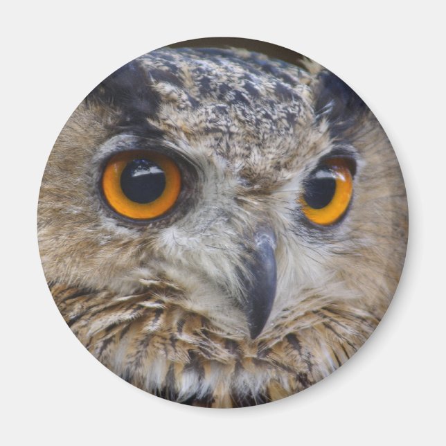 Eurasian Eagle Owl Magnet (Front)