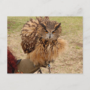 Eurasian Eagle Owl Postcard