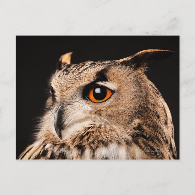 Eurasian Eagle Owl Postcard (Front)